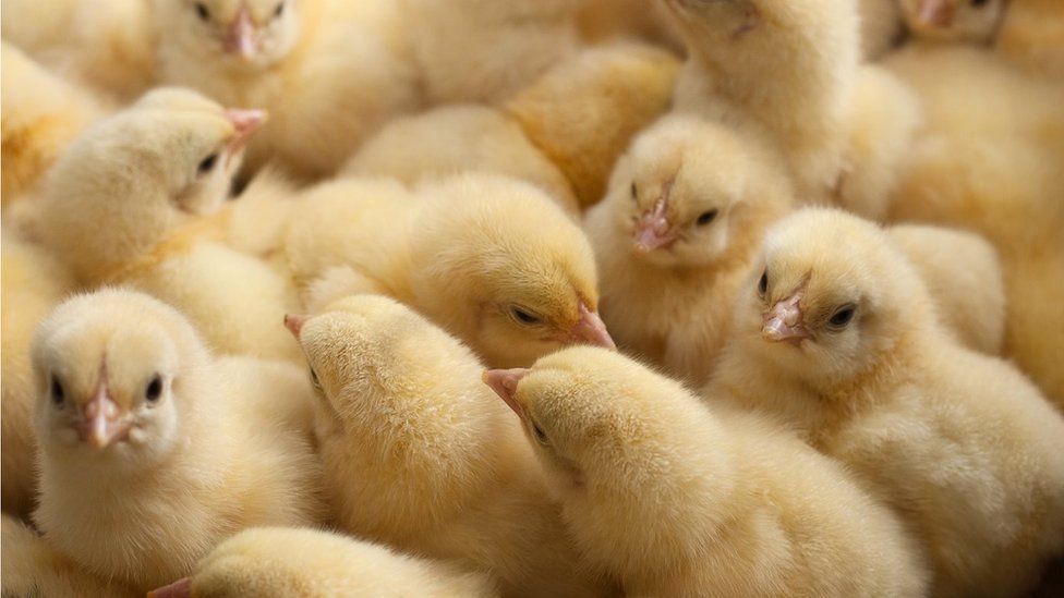 Stock image of one-day old baby chickens
