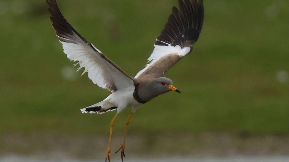 Greyheaded lapwing Sighting in Northumberland is UK first BBC News
