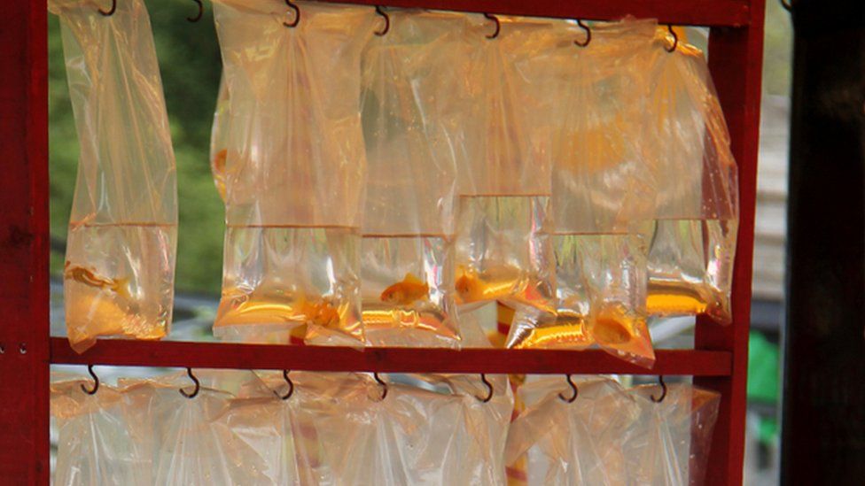 Goldfish prizes