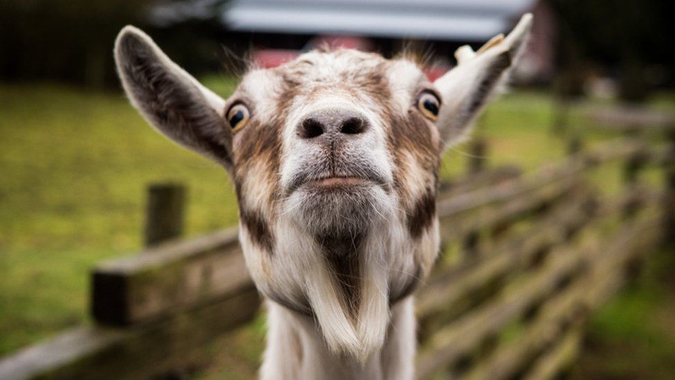 Cheeky goat