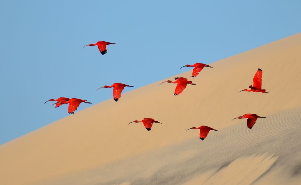 Flight of the scarlet ibis
