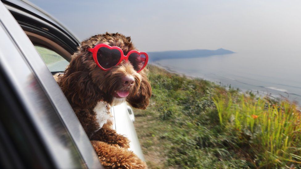 A dog wearing sunglasses leans out of a car window