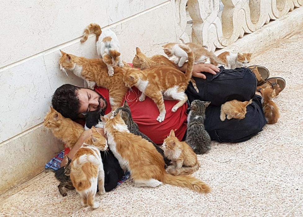 Alaa covered by cats