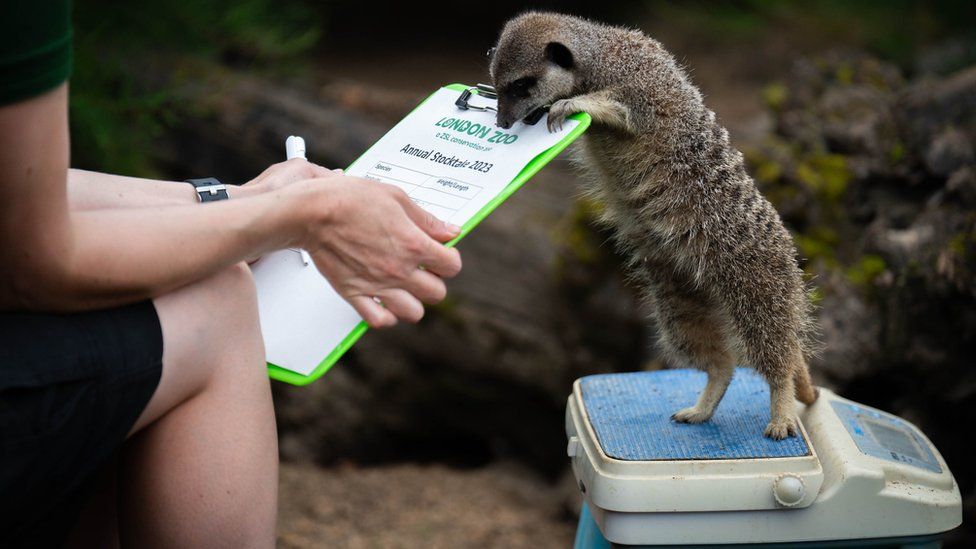 Meerkat on scales