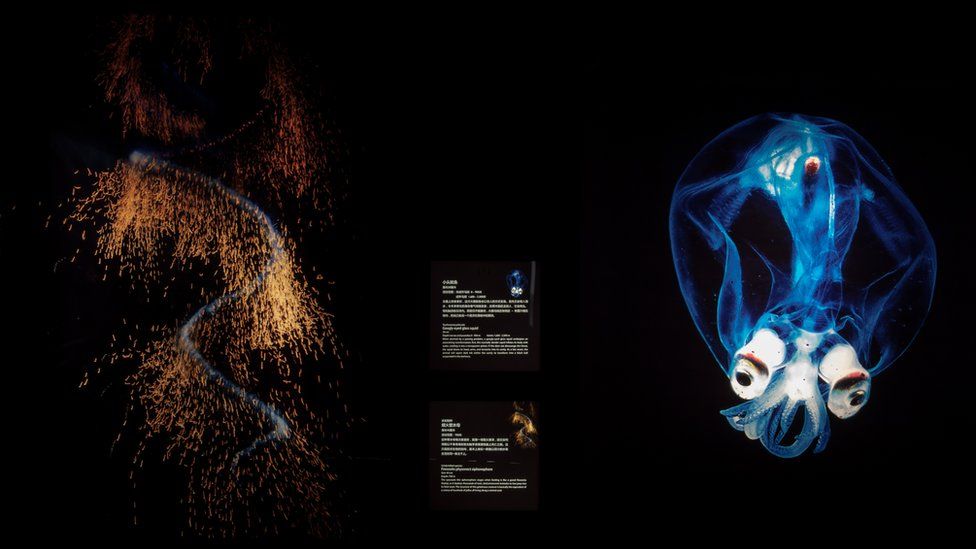 A exhibition display showcases images of deep sea creatures from Ms Nouvian's work