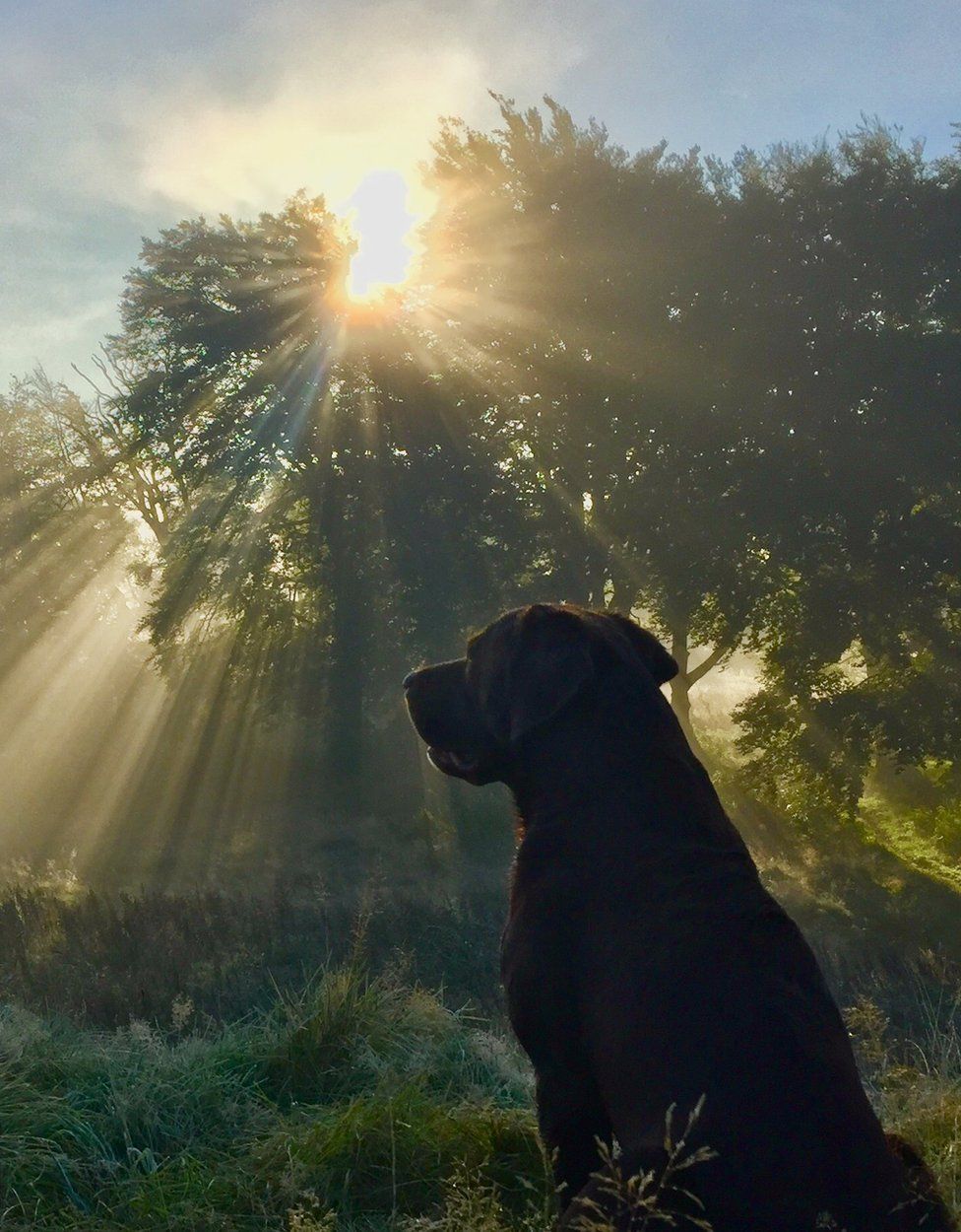 Tony the labrador
