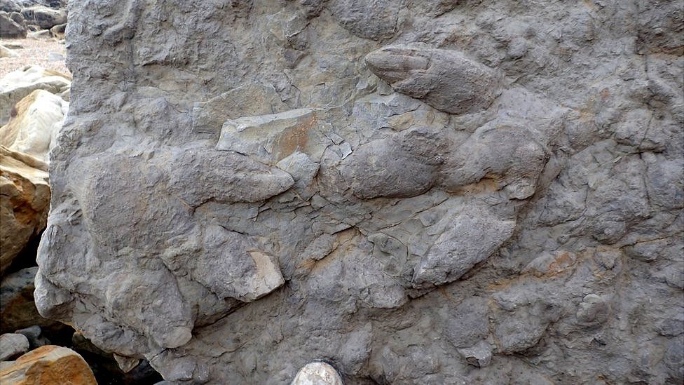 Hastings dinosaur footprints exposed by cliff erosion - BBC News