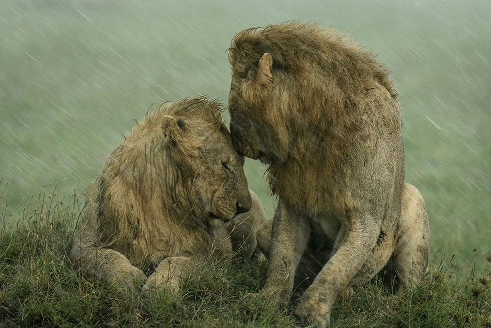 Two male lions snuggle together in the rain in the Maasai Mara, Kenya