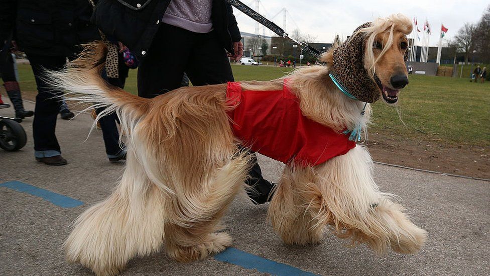 An Afghan Hound is led on the third day of Crufts dog show at the National Exhibition Centre on March 7, 2015 in Birmingham, England