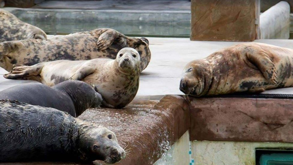 Seals at Sanctuary