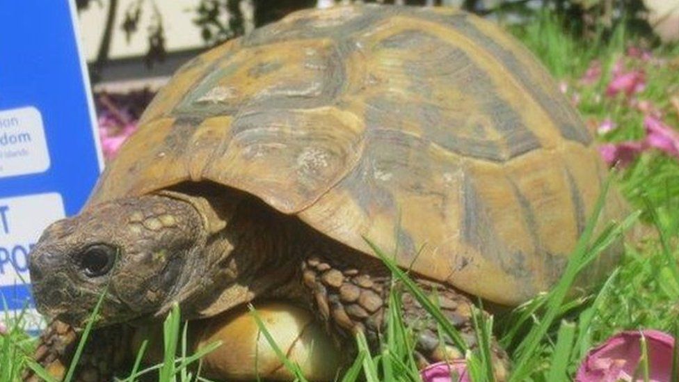 The rescued tortoise