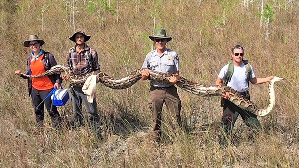 Researchers hold up a 17-foot python found in the Big Cypress National Preserve