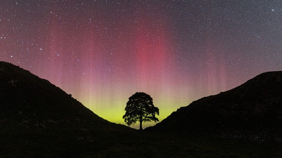 Northern Lights shine with silhouette of tree, Sycamore Gap
