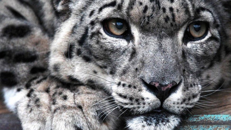 A close-up picture of a snow leopard at the NABU center in Kyrgyzstan
