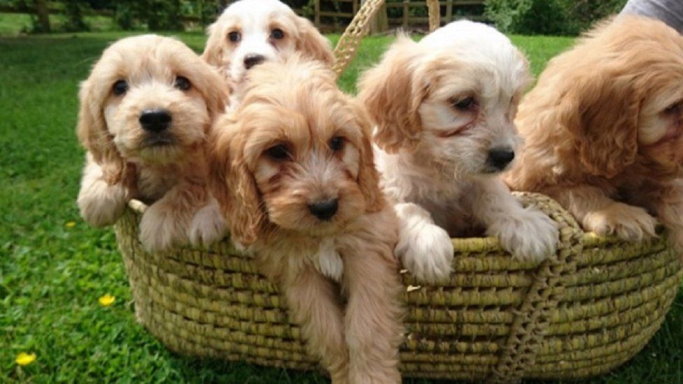 cockapoo puppies for sale uk kennel club