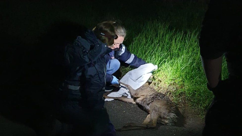 Volunteers save a deer at night