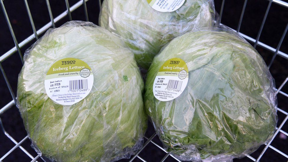 Iceberg lettuces