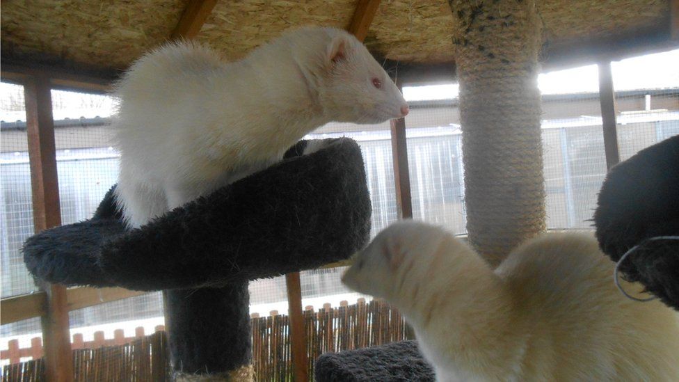 Ferret microchip hot sale