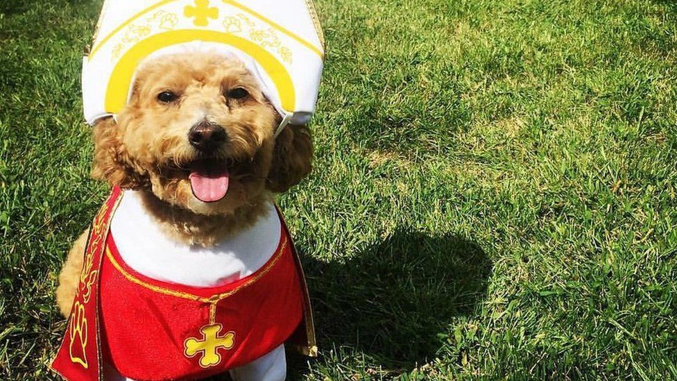 A small dog sitting on the grass in red vestment and white mitre