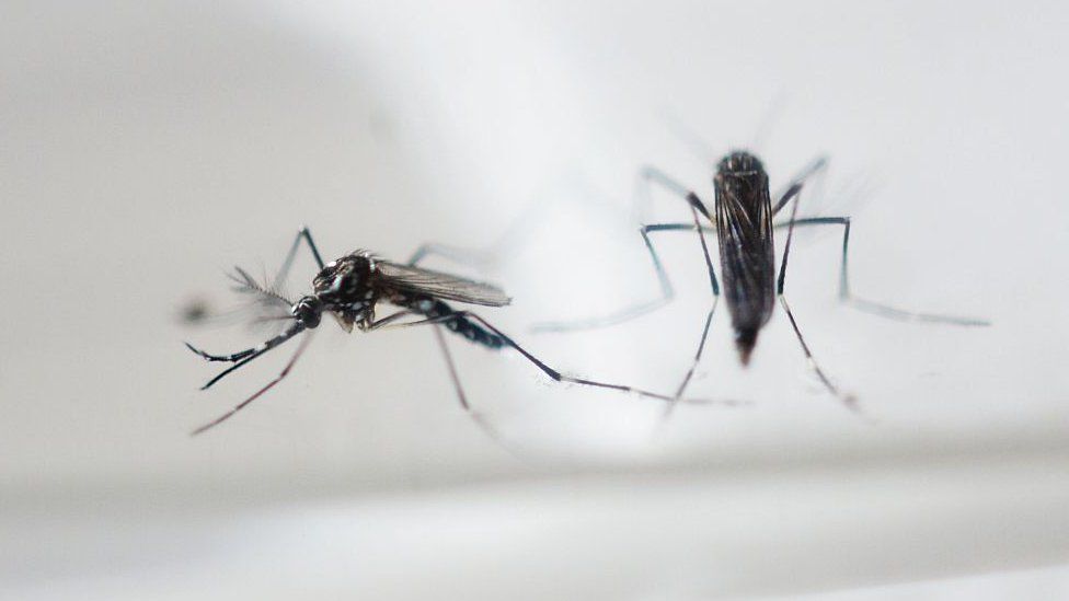 Aedes Aegypti mosquitos in a lab in El Salvador