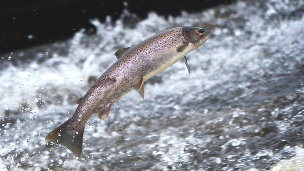Salmon jumping in a Scottish river
