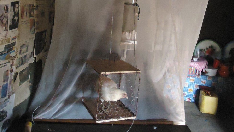 Chicken in a cage next to a bed