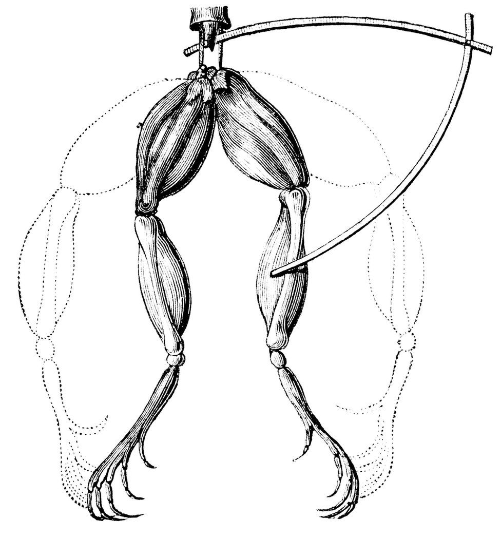 An illustration of Galvani's experiment, which saw frogs' legs twitch when touched with electrodes