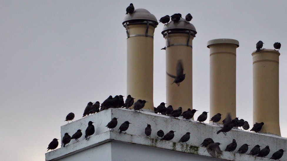 Starlings in Derbyhaven