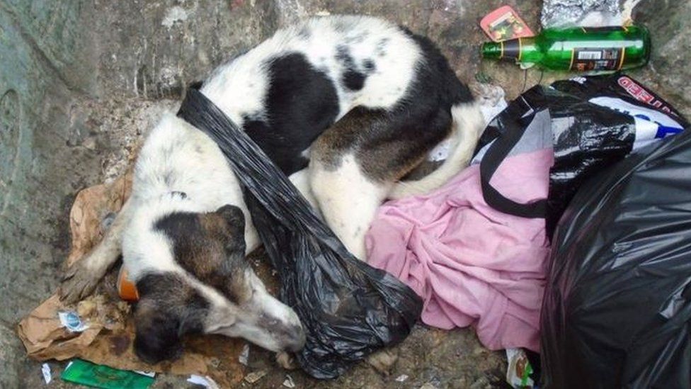 Sisters accused of dumping dog in Dundee wheelie bin BBC News