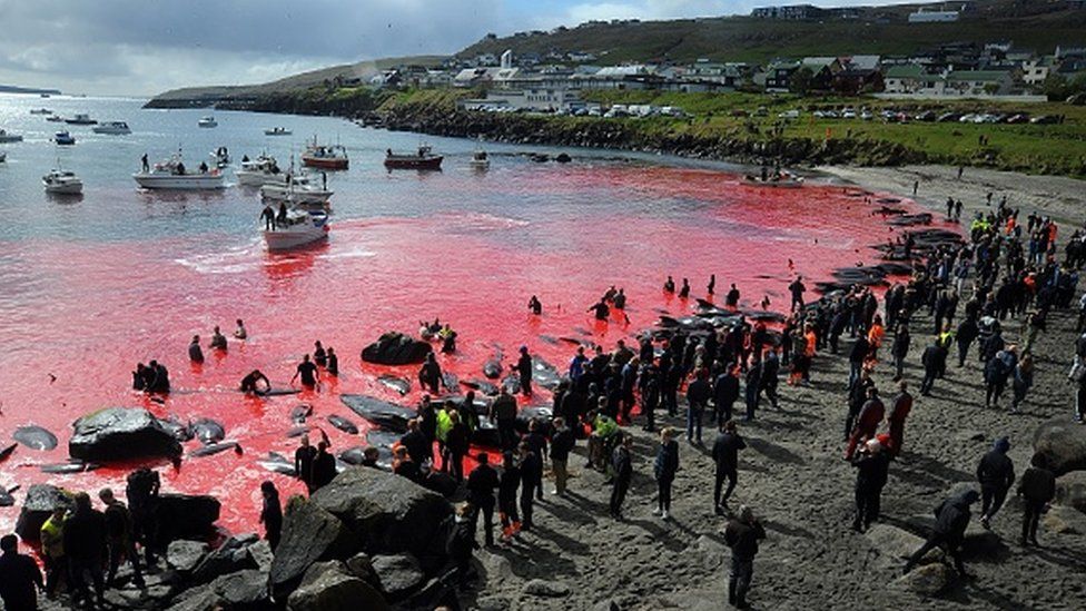 People gather in front of the sea, coloured red, during a pilot whale hunt in Torshavn, Faroe Islands