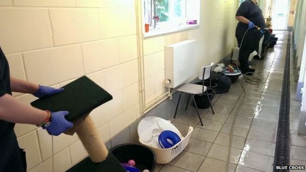 Cambridge cats lose toys in flood at rescue centre BBC News