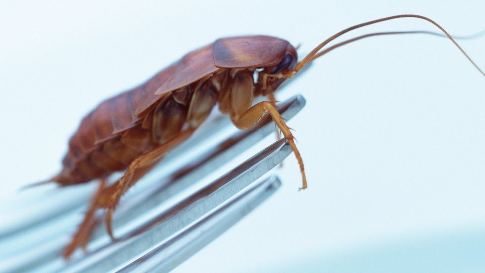 Cockroach on a fork