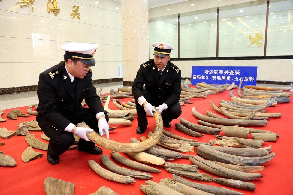Picture of mammoth tusks seized in Heilongjiang province in China on 11 April 2017