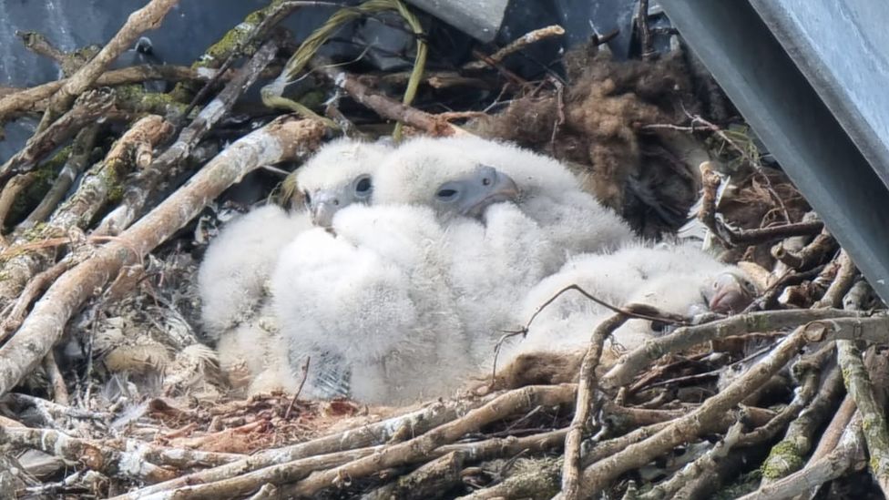 Peregrine chicks in nest