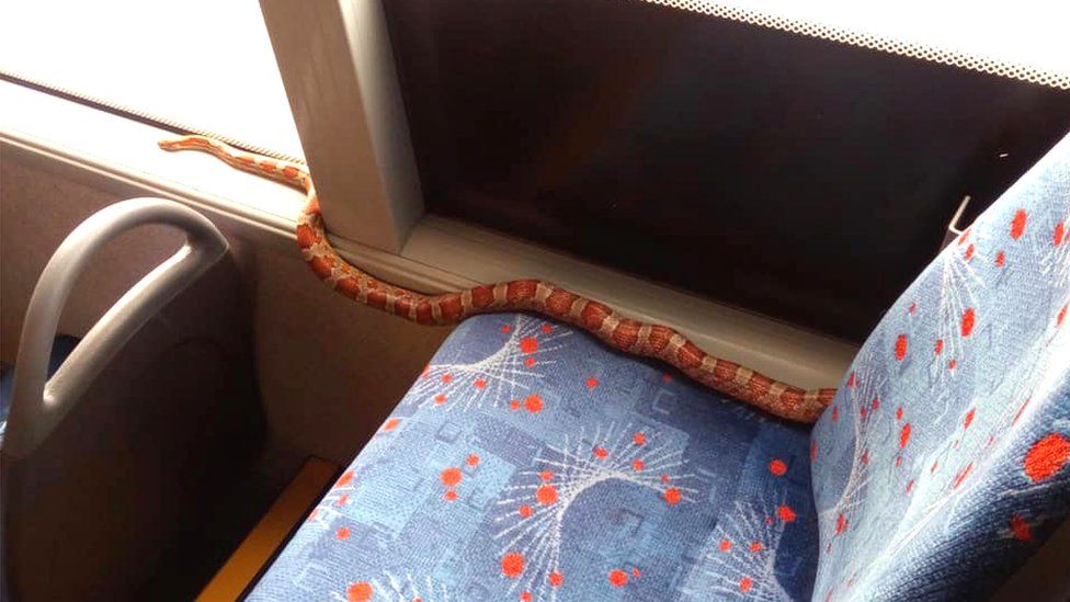 Snake on a bus