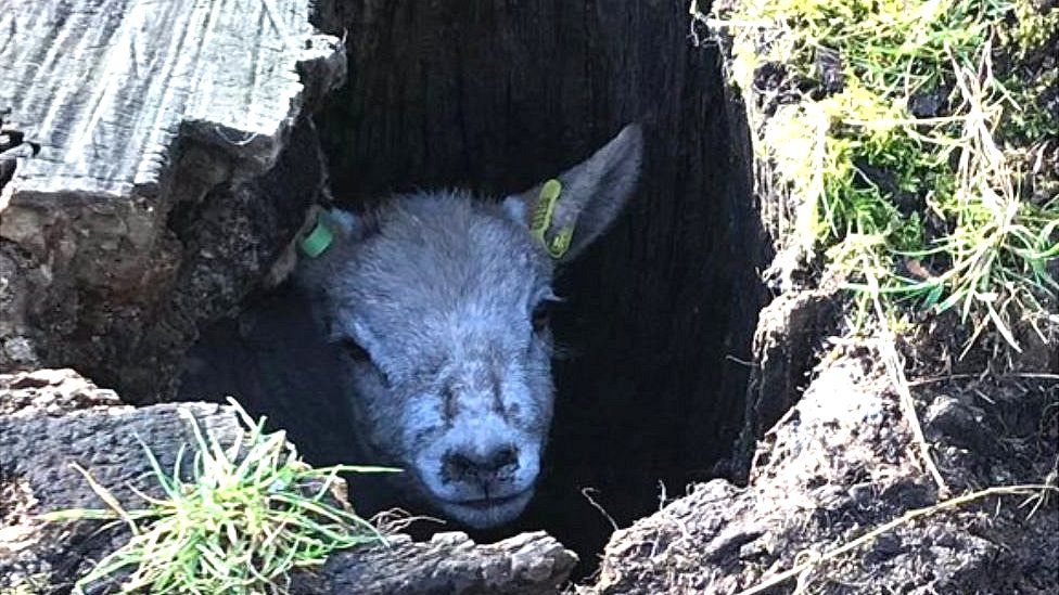 Lamb in a tree trunk