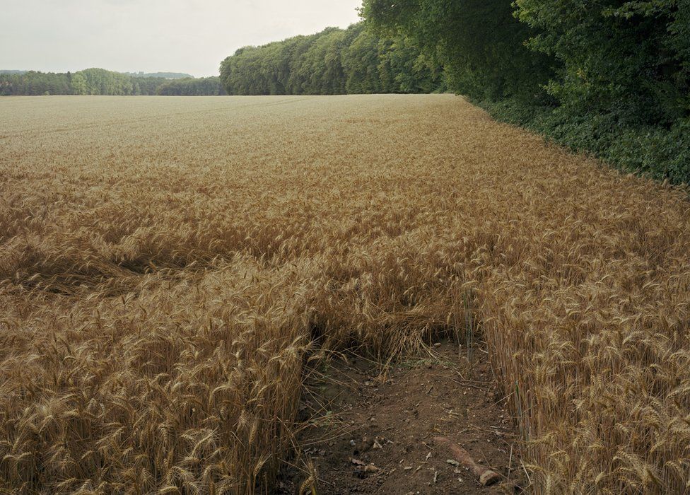 Shell in field