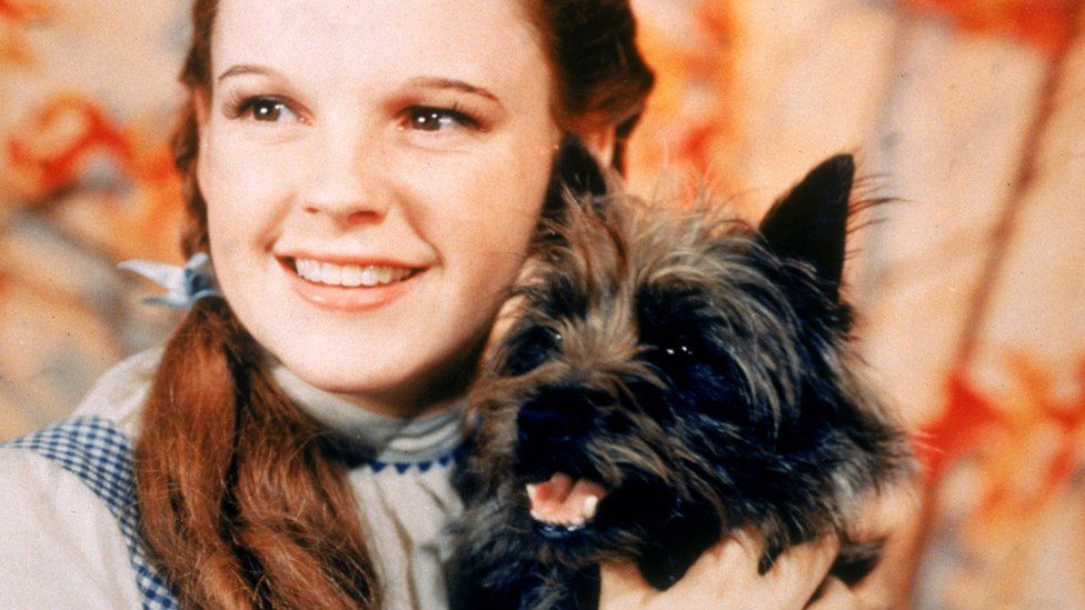 Judy Garland in a white dress with blue trim holding a small black dog.