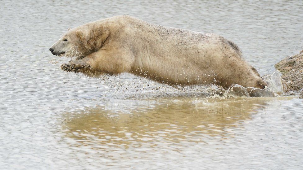 Bears mum on Long move