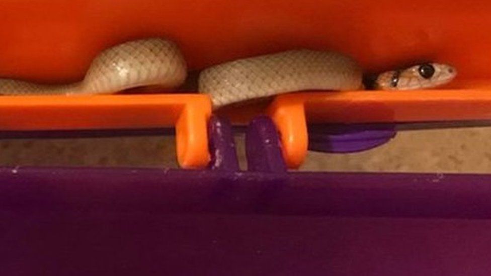 The baby snake in the lid of the lunchbox