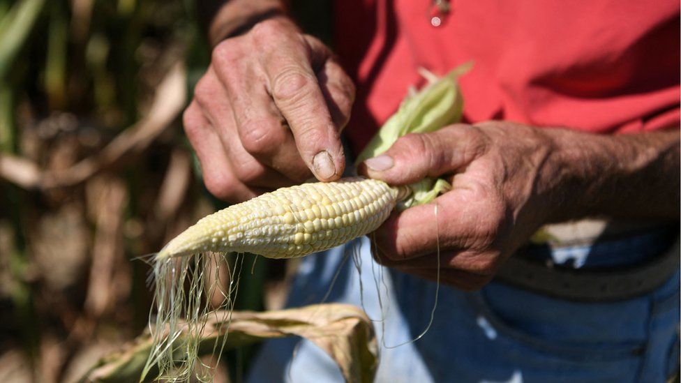 Итальянский фермер показывает сморщенную сладкую кукурузу во время прошлогодней жары