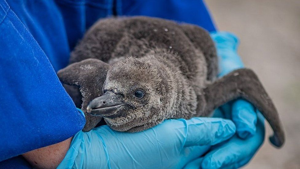 Penguin chick held by zookeeper