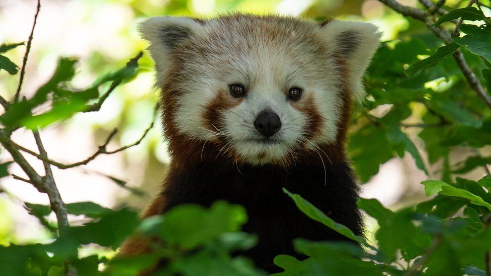 skitse jurist Barcelona Bristol Zoo welcomes red panda into breeding programme - BBC News