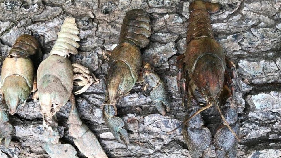 The white-clawed crayfish next to the American signal crayfish