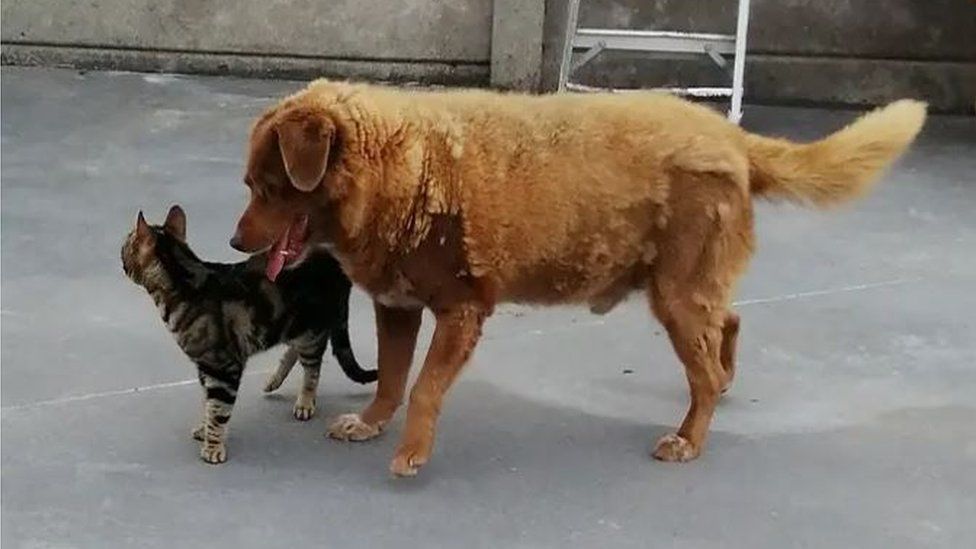 Ο Μπόμπι ο σκύλος με μια γάτα