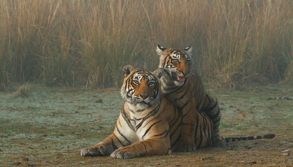 Мать-тигрица и ее детеныш в национальном парке Рантхамбор, Раджастан, Индия