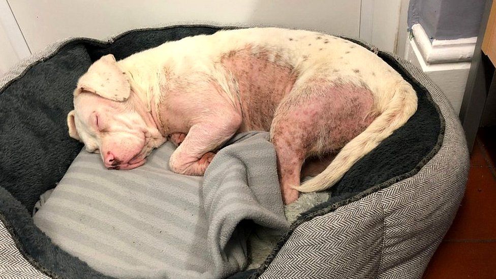 Dog with shaved fur on undercarriage asleep in a dog basket