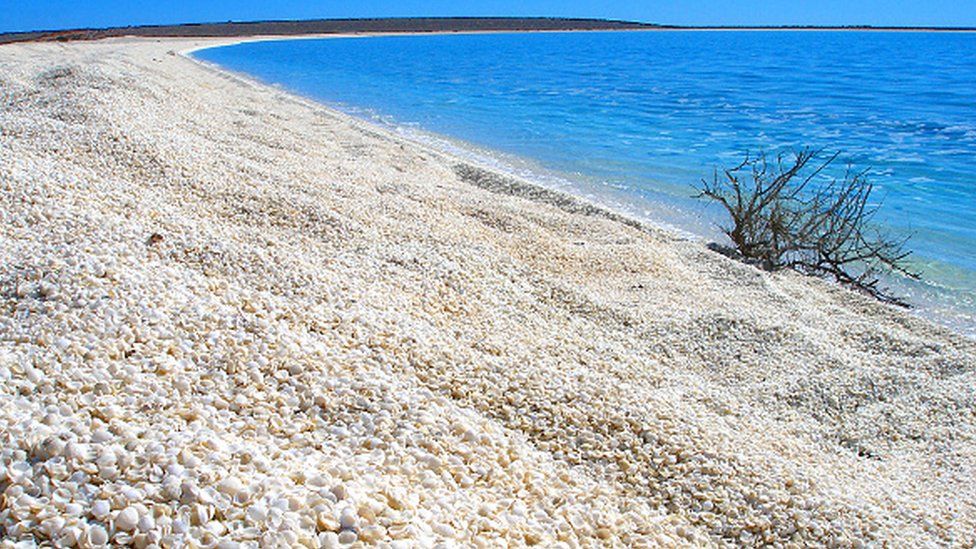 Resultado de imagen de playa shell Australia