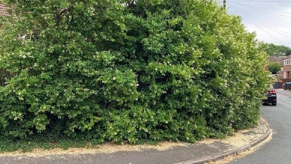 Overgrown hedge
