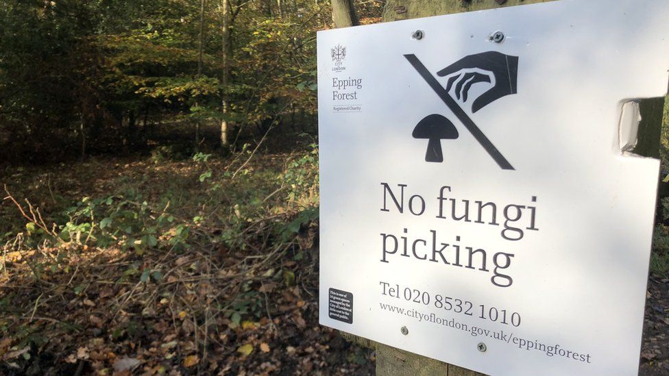 Sign warning people not to pick fungi in Epping Forest